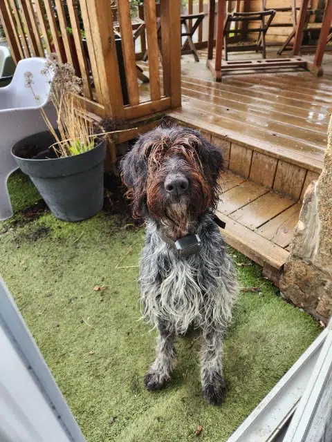 chienne reunited   50200 Nicorps Varra