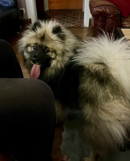 chienne reunited   51150 Ambonnay Ebene