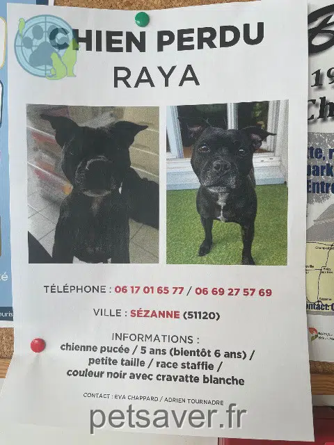 chienne reunited   51120 Sézanne Raya