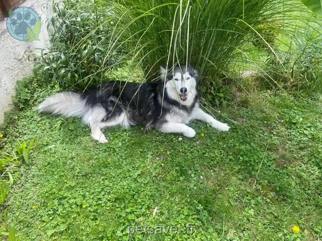 Chienne Trouvée 51 Marne Reims - Laïka Chienne Trouvée 51 Marne Reims - Laïka