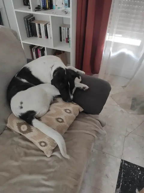 chienne reunited   51260 Saint-Just-Sauvage Widow