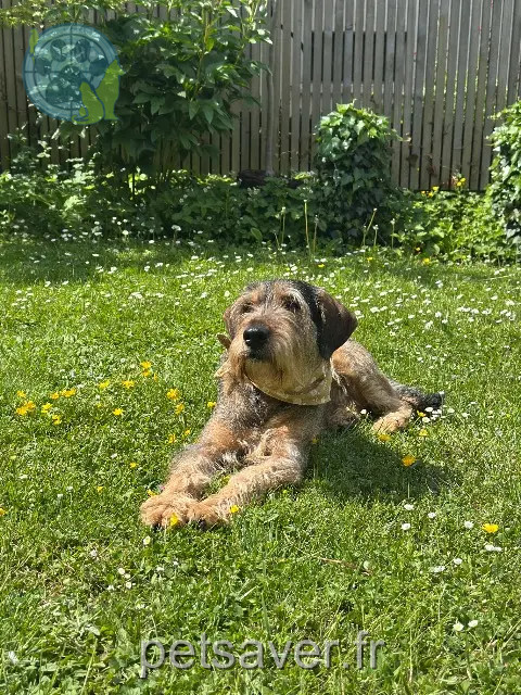 chienne reunited 52000 Chaumont Choupette