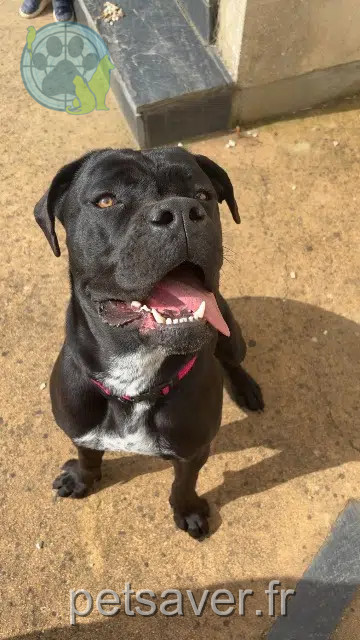 chienne reunited    La Roche-Neuville Abi