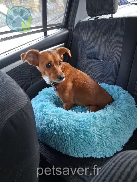 chienne reunited   53000 Laval Missmo