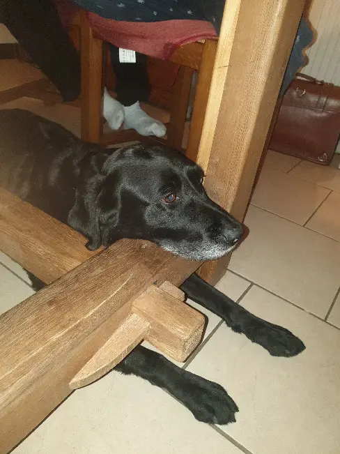 Chienne Perdue 53 Mayenne Chienne Perdue 53 Mayenne