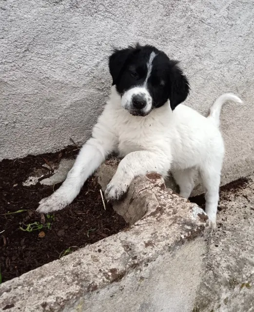 chienne reunited   54450 Amenoncourt 3 chiots