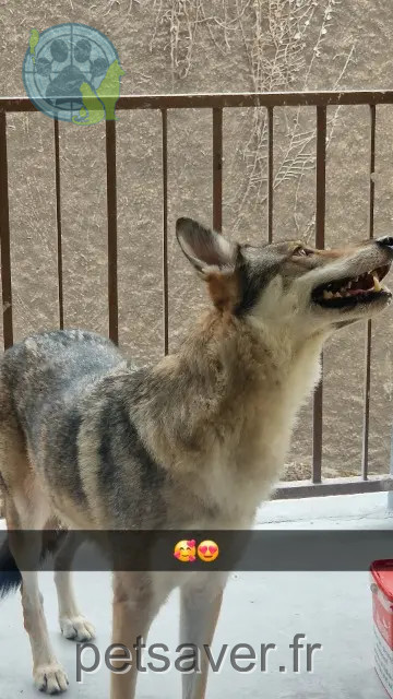 chienne reunited 54240 Jœuf Foxy