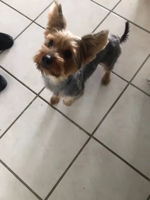 chienne reunited   54425 Pulnoy Kelly