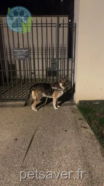 chienne reunited   54740 Xirocourt Lina