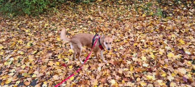 chienne reunited    Nancy Chouquette