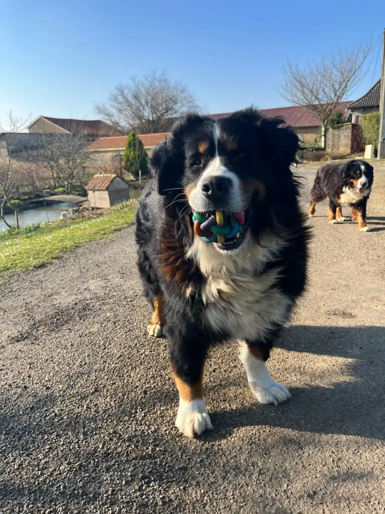chienne reunited   54260 Colmey Roxie