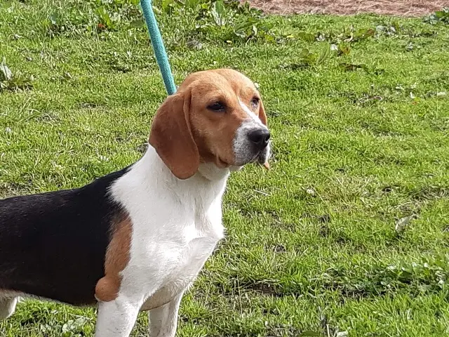 chienne reunited   54710 Ludres Sybelle