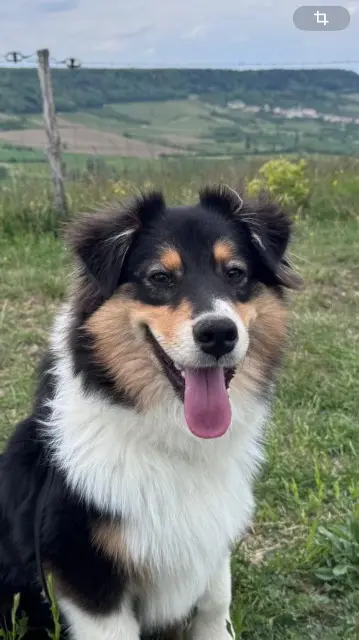 chienne reunited   54200 Bruley Volga