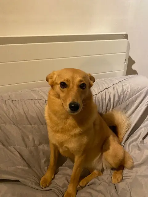 chienne reunited   54340 Pompey Wendy