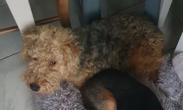 chienne reunited   55110 Dun-sur-Meuse Mady Ulane