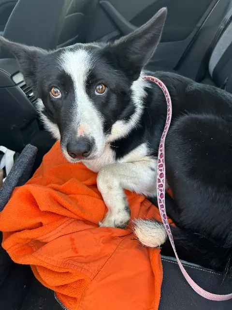 chienne reunited   55260 Courcelles-en-Barrois Tess