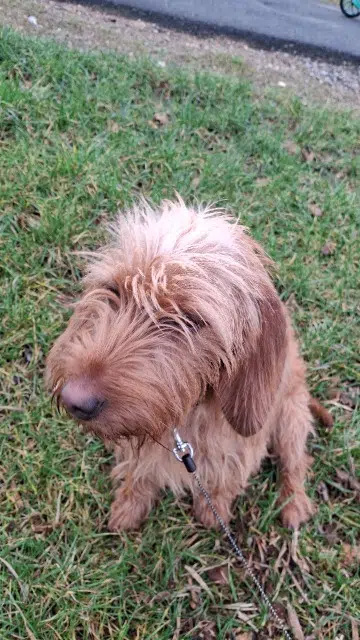 chienne reunited   56600 Lanester Apy