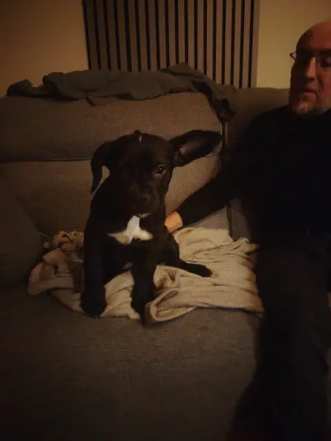 chienne reunited   56680 Plouhinec Era