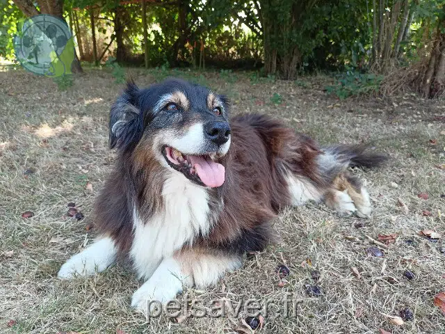 chienne reunited 56500 Radenac Happy