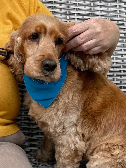 chienne reunited   56190 La Trinité-Surzur Jania