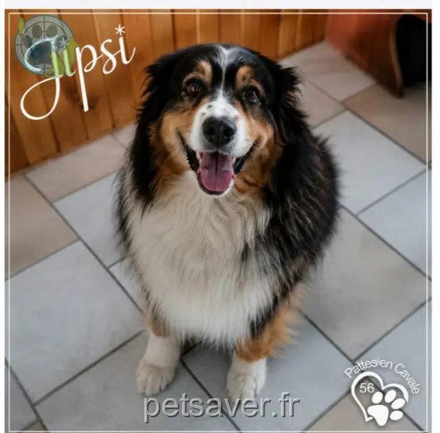 chienne reunited 56500 Radenac Jipsi