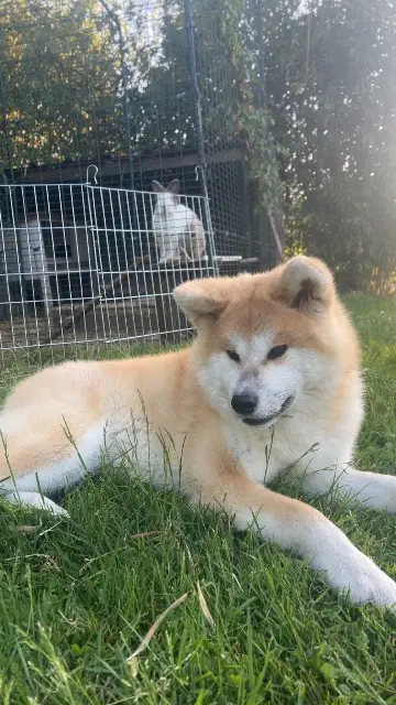 chienne reunited   56880 Ploeren Kyomi