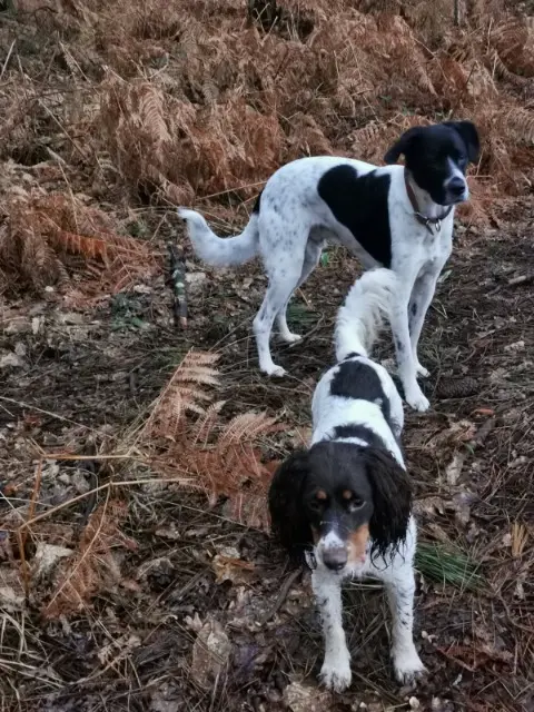 chienne reunited   56850 Caudan Oumi