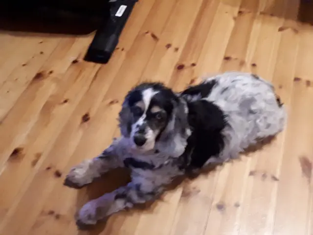 chienne reunited   56440 Languidic Pearl