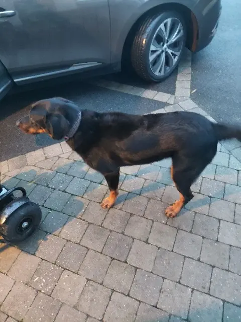 chienne reunited   56690 Landévant Pia