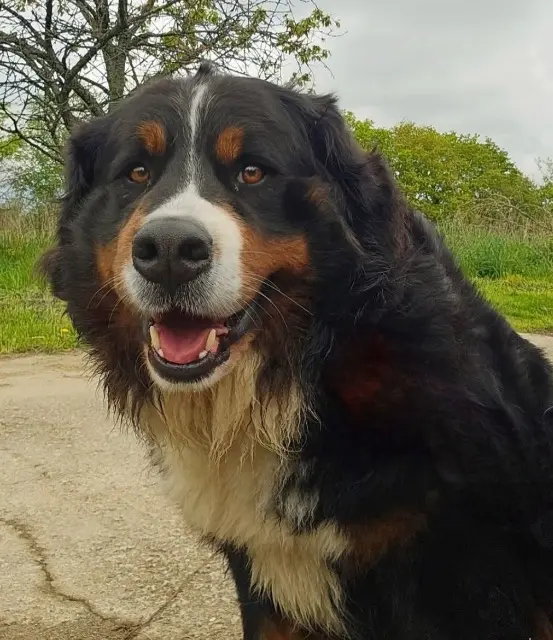 chienne reunited   56310 Guern Taly