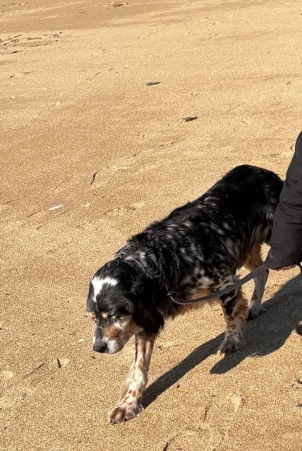 chienne reunited   56340 Carnac Toune