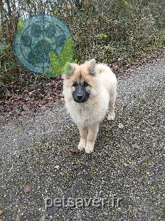 Chienne Perdue 57 Moselle Chienne Perdue 57 Moselle