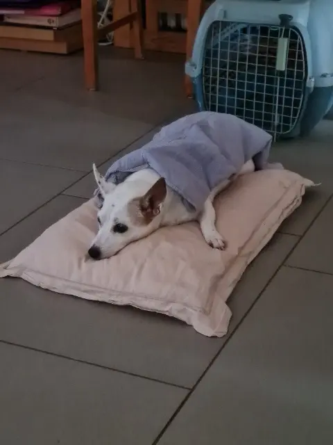 chienne reunited   57880 Guerting Gomette