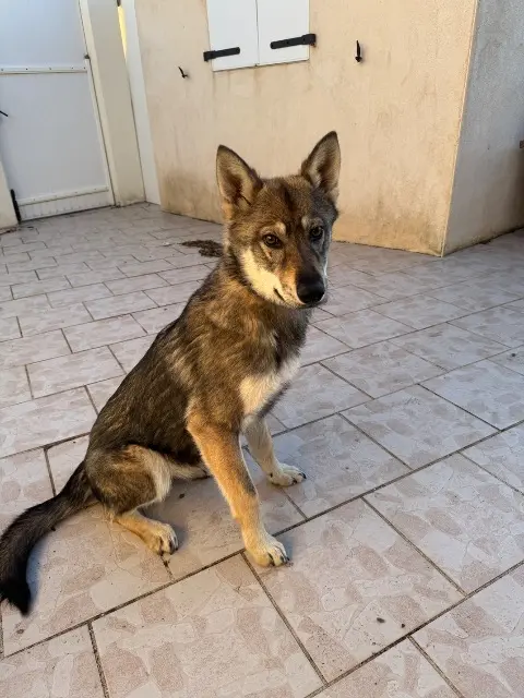 chienne reunited   58200 Cosne-Cours-sur-Loire Moun