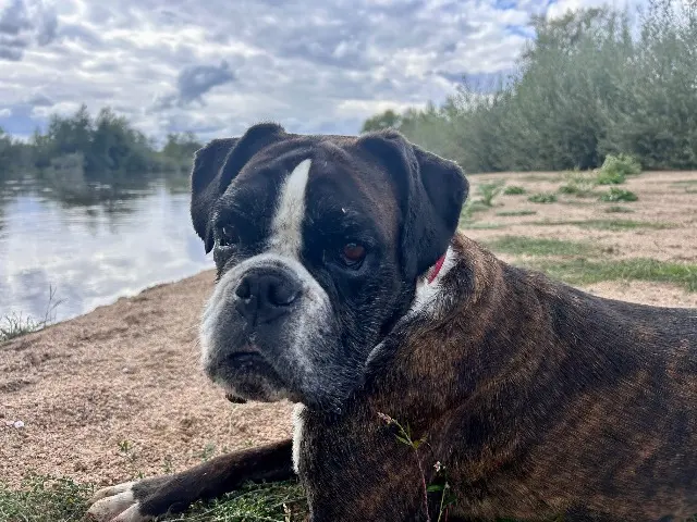 chienne reunited   58660 Coulanges-lès-Nevers Pandora