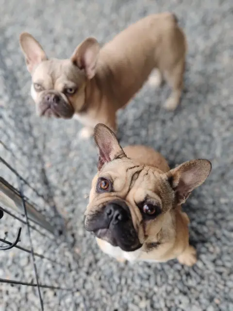 chienne reunited   58000 Nevers Vaya et Vanille