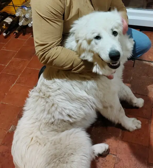 chienne reunited   59219 Floyon Alaska