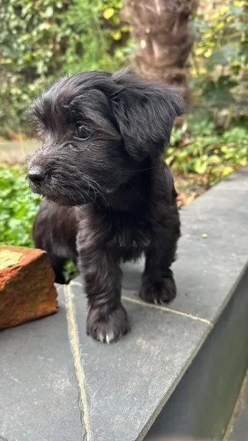 chienne reunited   59670 Cassel Aïki