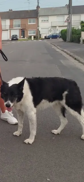 chienne reunited   59400 Cambrai Gips