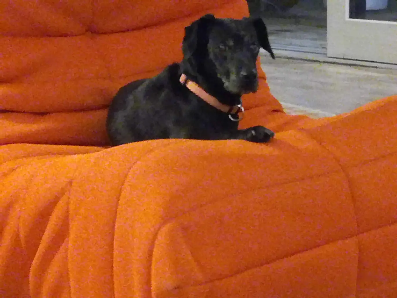 Chienne Perdue 59 Nord - Dolly Chienne Perdue 59 Nord - Dolly
