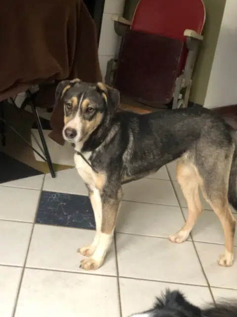 chienne reunited    Dunkerque Nala