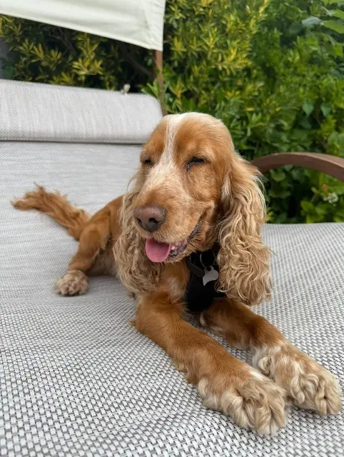 chienne reunited   59150 Wattrelos Lady