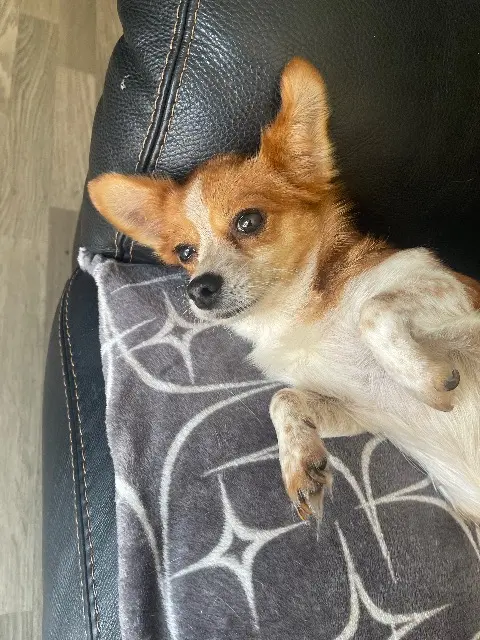 chienne reunited   59570 Bavay Nina