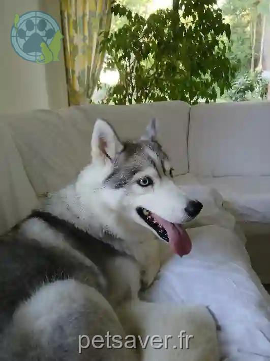 Chienne Trouvée 59 Nord - Nirka Chienne Trouvée 59 Nord - Nirka