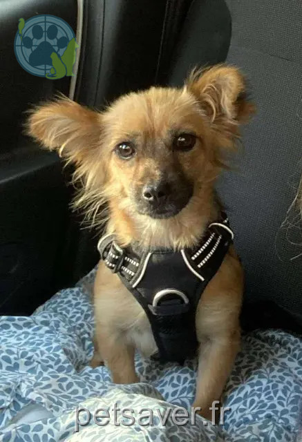 chienne reunited   59120 Loos Olga