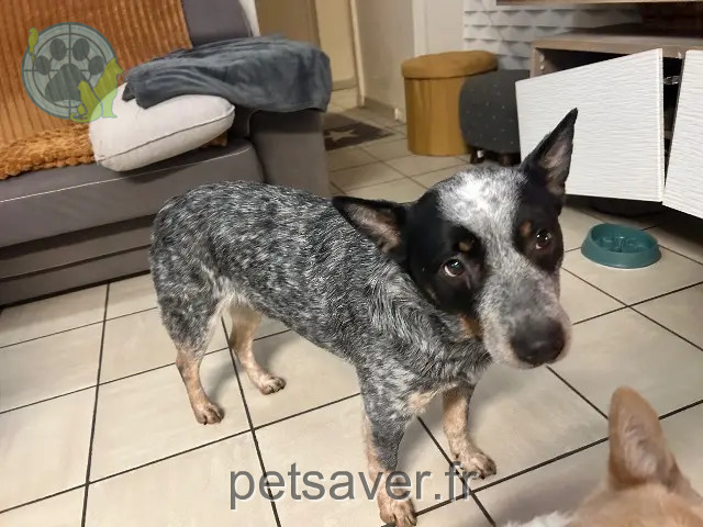 chienne reunited   59980 Troisvilles Pshitt