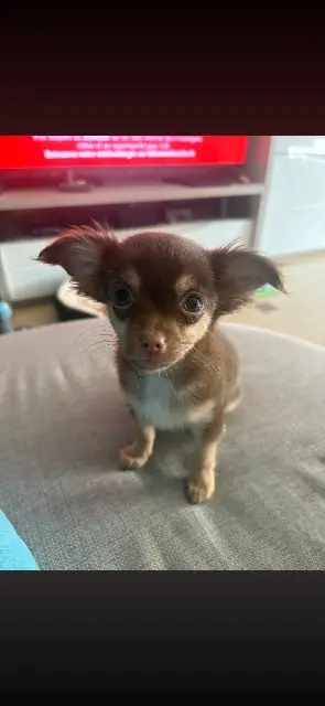 chienne reunited   59330 Hautmont Ruby