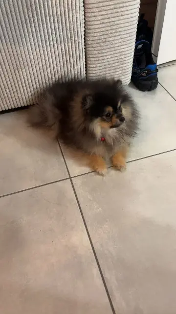 chienne reunited   59150 Wattrelos Ruby