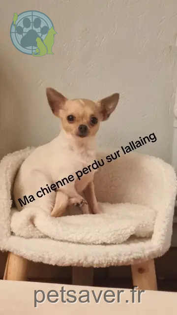 chienne reunited 59167 Lallaing Shanna