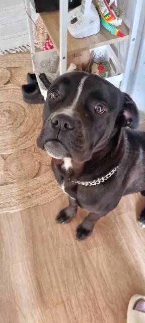 chienne reunited   60800 Crépy-en-Valois leika